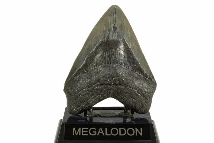 Fossil Megalodon Tooth - Georgia #338616